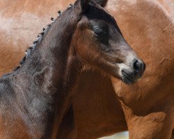 dressage horse Hengst von For Romance I / Don Diamond (German Sport Horse, 2019, from For Romance I)