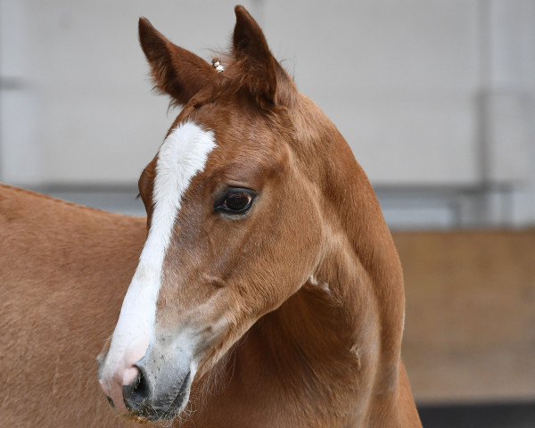 jumper Caya SP (German Sport Horse, 2019, from Vingino)