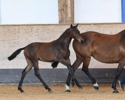 jumper Stute von Karajan / Ahorn Z (German Sport Horse, 2019, from Karajan)