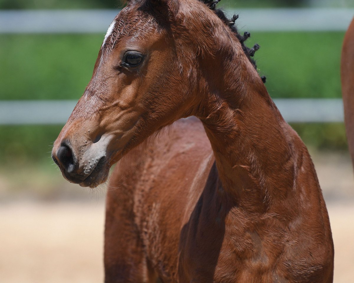 jumper Cullinan R 2 (German Sport Horse, 2019, from Comme il Faut)