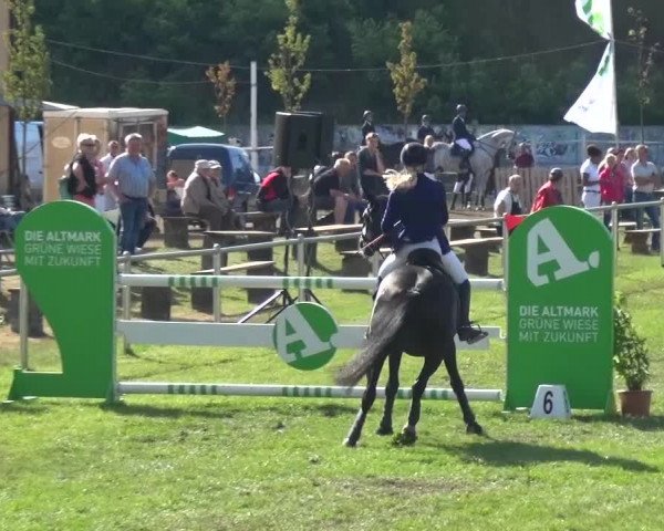 Reitturnier Gardelegen 2016