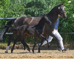 Springpferd Hickstead's Surprise (Deutsches Sportpferd, 2019, von Hickstead White)