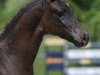 dressage horse Die Püppi 6 (German Sport Horse, 2019, from Don Martillo)