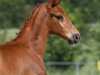 dressage horse Hengst von Don Royal / Locksley III (German Sport Horse, 2019, from Don Royal)