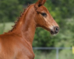 dressage horse Hengst von Don Royal / Locksley III (German Sport Horse, 2019, from Don Royal)