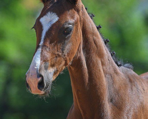 dressage horse Samuhel (German Sport Horse, 2019, from Sezuan's Donnerhall)