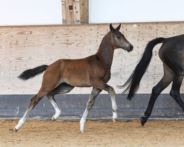 Dressurpferd Hengst von Feinrich / Romanov Blue Hors (Deutsches Sportpferd, 2019, von Feinrich)