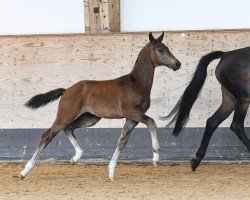 dressage horse Hengst von Feinrich / Romanov Blue Hors (German Sport Horse, 2019, from Feinrich)