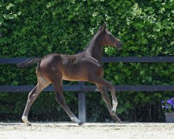 jumper Stute von Baloutaire / Clearline Z (German Sport Horse, 2019, from Baloutaire PS)