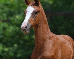 dressage horse Stute von Topas / Conteur (German Sport Horse, 2019, from Birkhof's Topas FBW)