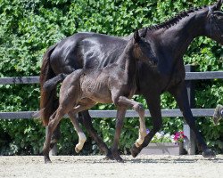 dressage horse Hengst von Zalando / Riccio (German Sport Horse, 2019, from Birkhof's Zalando OLD)