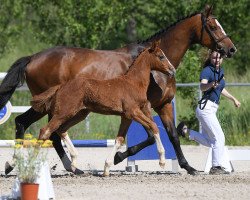 Springpferd Hengst von Chap II / Quidado (Deutsches Sportpferd, 2019, von Chap II)