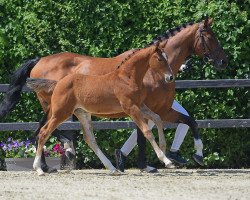 Springpferd Stute von Vingino / Luberon (Deutsches Sportpferd, 2019, von Vingino)