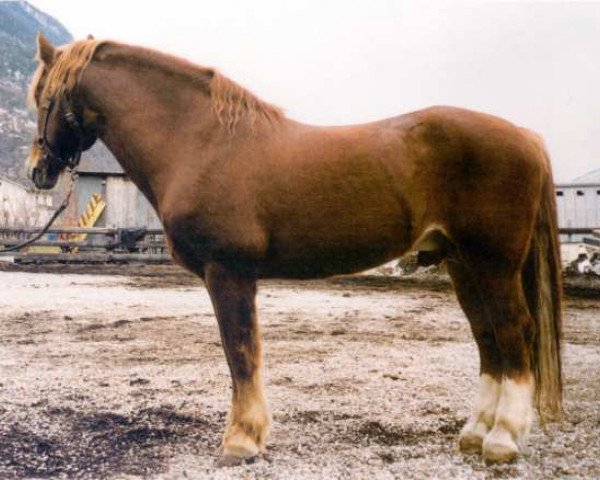 stallion Deli (Freiberger, 1975, from Denver)