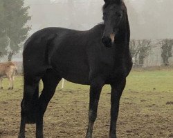 broodmare Cersei (Holsteiner, 2013, from Cormint)