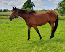 broodmare Akaya (German Sport Horse, 2009, from Cyper Space)