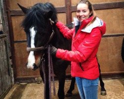 jumper Joly's Jackpot (New Forest Pony, 2012, from Dusty)