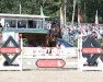 jumper Kandrovaro PS (Oldenburg show jumper, 2014, from Kannan)