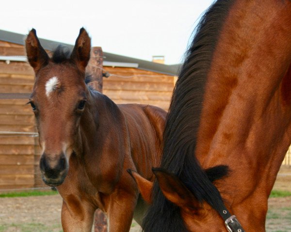 horse Amoré AG's Golden Boy (Belgian Riding Pony, 2019, from Brillant's Golden Boy)