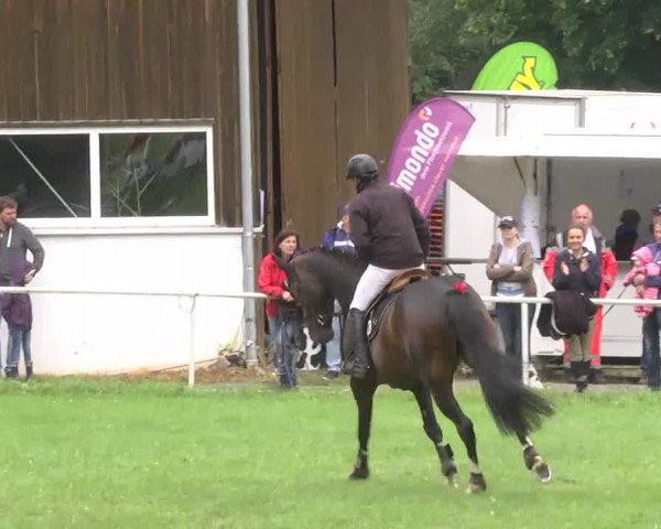 Reitturnier Memmingen 2016