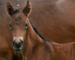 horse Artist's Ilunio Golden Boy Van het Rozenbos (German Riding Pony, 2019, from Brillant's Golden Boy)