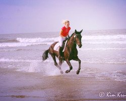 dressage horse Fairytale Island (Westphalian, 2008, from Fuerto)