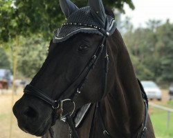 jumper Feodora 109 (Hanoverian, 2009, from Fürst Romancier)