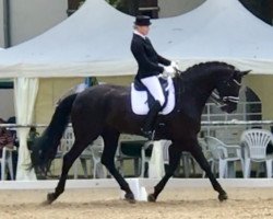 dressage horse Sugar Ray 10 (Oldenburg, 2009, from Sarkozy 3)