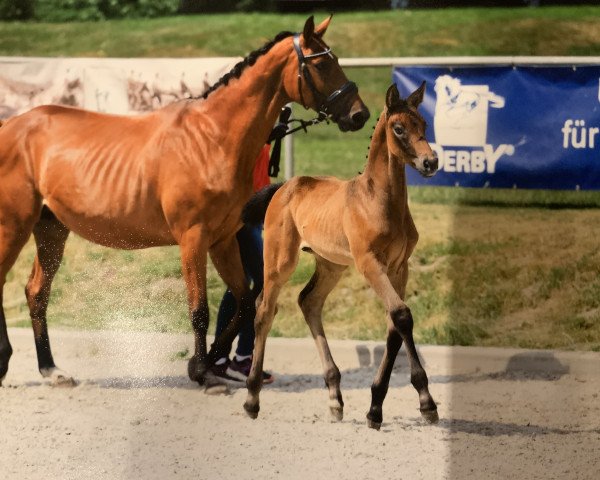 horse N.. (Westphalian, 2019, from Nartago)