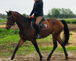 Pferd Lady Magic (Oldenburger,  , von Lezard)