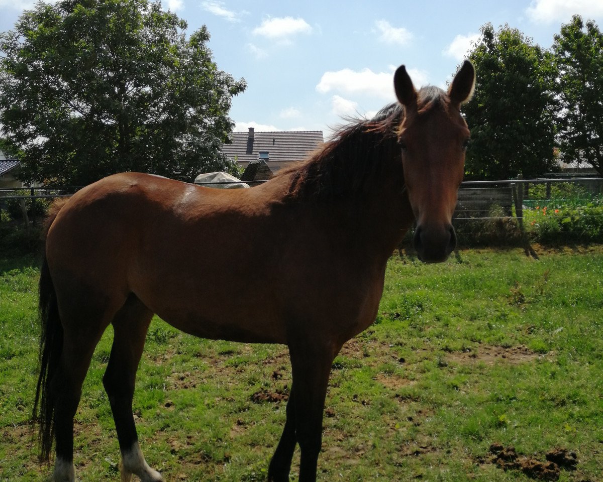 jumper Quabella C (Belgian Warmblood, 2016, from Global Express)