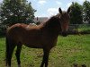 jumper Quabella C (Belgian Warmblood, 2016, from Global Express)