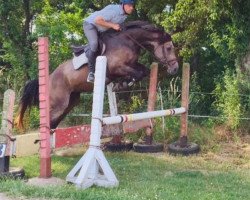 jumper Odessa (Oldenburg show jumper,  , from Casalito)