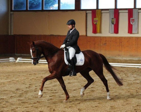 broodmare Mohnblüte FM (Austrian Warmblood, 2006, from Lux As)