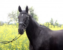 Pferd Ronja (Westfale, 1998, von Rimini)