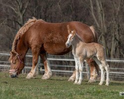 broodmare Evita P (Rhenish-German Cold-Blood, 2019, from Eminenz)