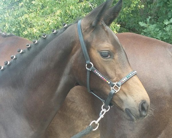 dressage horse Dastina P (Westphalian, 2019, from Destano)