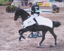 broodmare Olympia VI (Holsteiner, 1999, from Linaro)