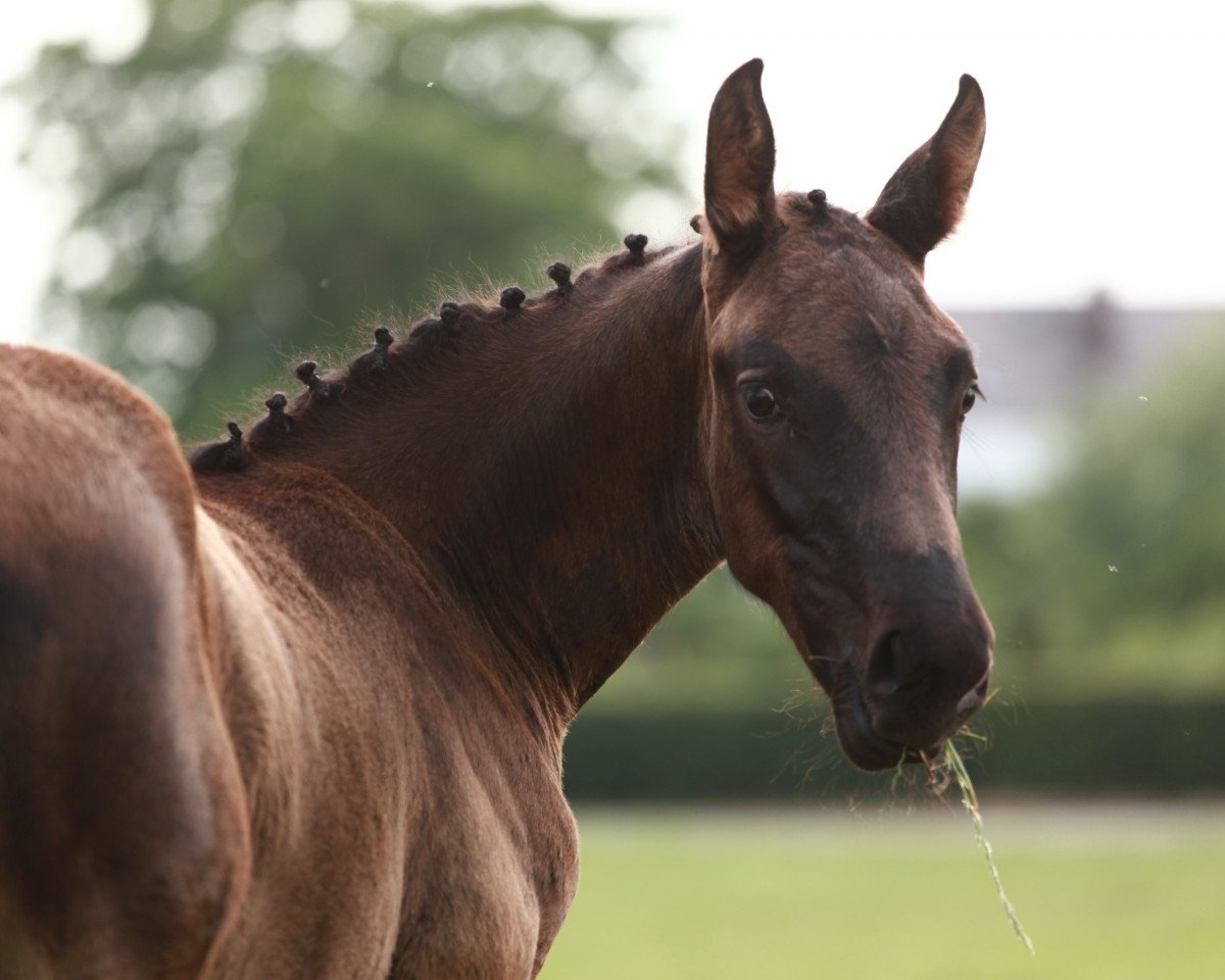 dressage horse Moon Shadow ß (German Sport Horse, 2019, from Maracana)