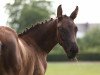 dressage horse Moon Shadow ß (German Sport Horse, 2019, from Maracana)