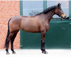 broodmare Ginger (Trakehner, 2010, from Songline)