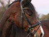 dressage horse Shirley 116 (Hanoverian, 2005, from Stedinger)