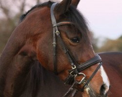 dressage horse Shirley 116 (Hanoverian, 2005, from Stedinger)