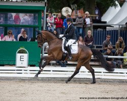 dressage horse Nymphenburgs Scofield (Hanoverian, 2013, from Sir Donnerhall I)