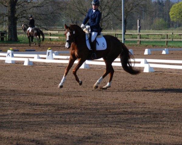 dressage horse A-Bravour S (Oldenburg, 2013, from Bon Bravour)