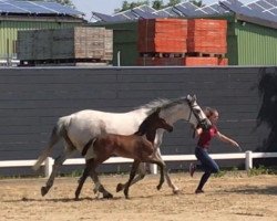 stallion D'avicii (Holsteiner, 2019, from Diego de Semilly)