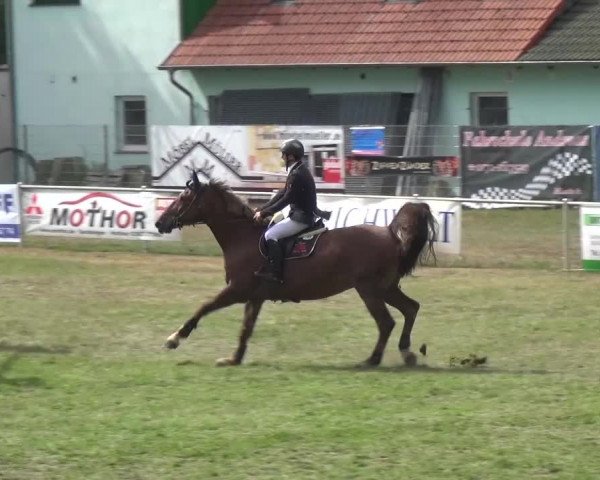 Reitturnier Gardelegen 2016