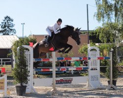 jumper Night Wonder 3 (Hanoverian, 2008, from Nikidam du Chateau)