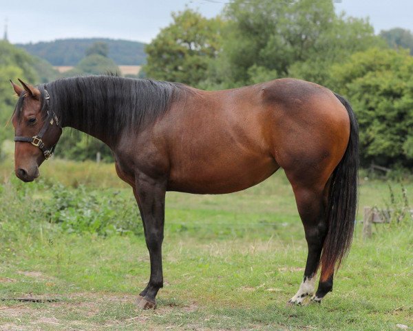 Pferd GA Twisten Holly (Quarter Horse, 2016)