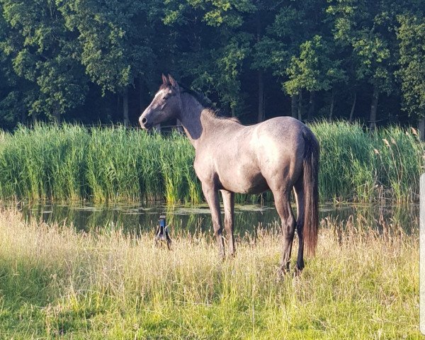 dressage horse Donaunebel (Trakehner, 2017, from Best Before Midnight)